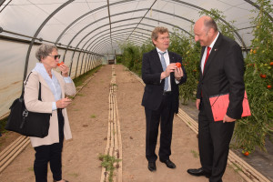 Frische Tomaten schmecken halt einfach am besten. Davon überzeugten wir uns auch dann direkt im Gewächshaus.